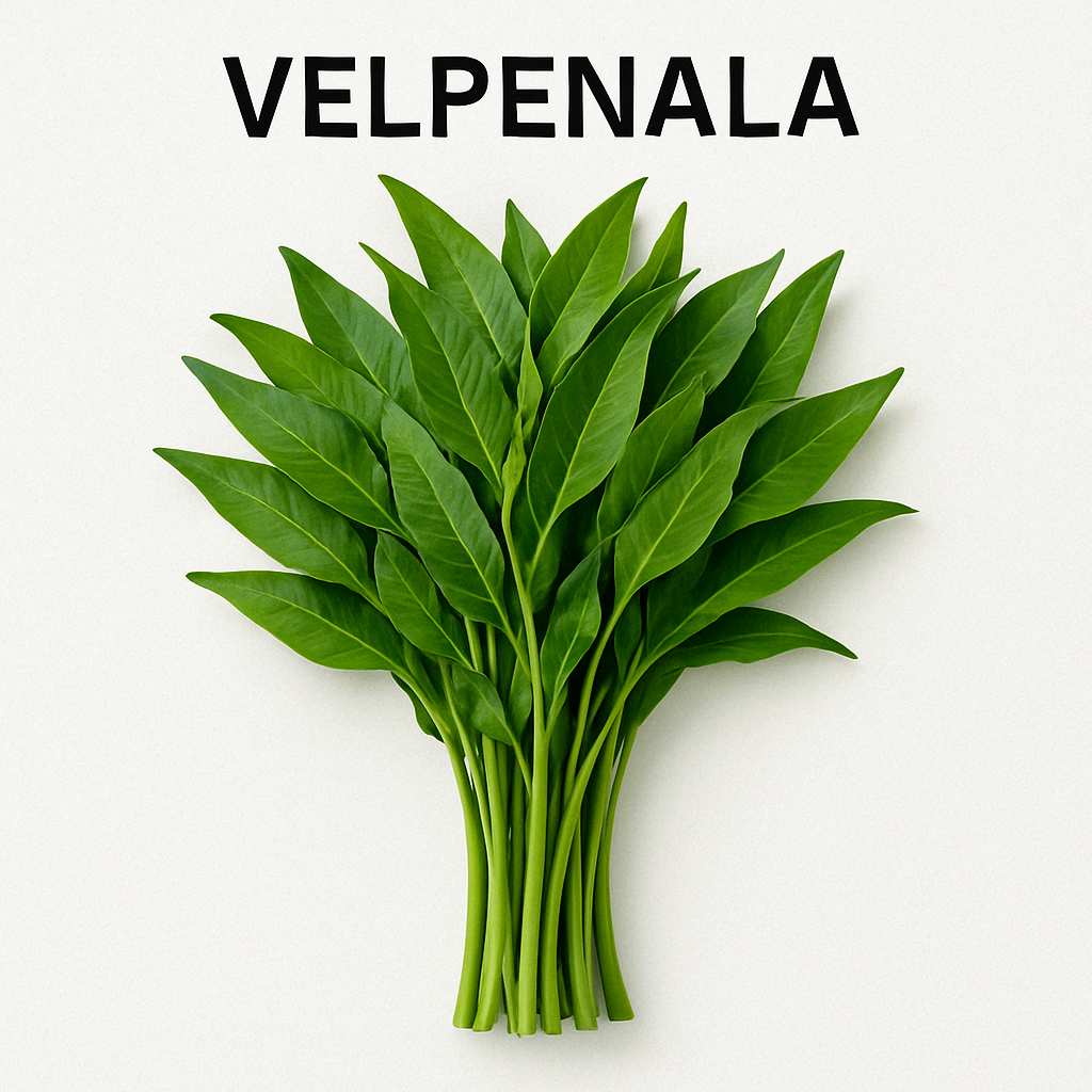 Velpenela