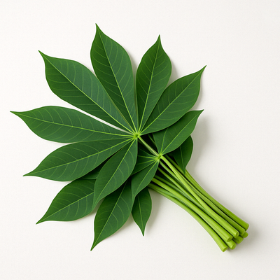 Tapiyoka Leaves