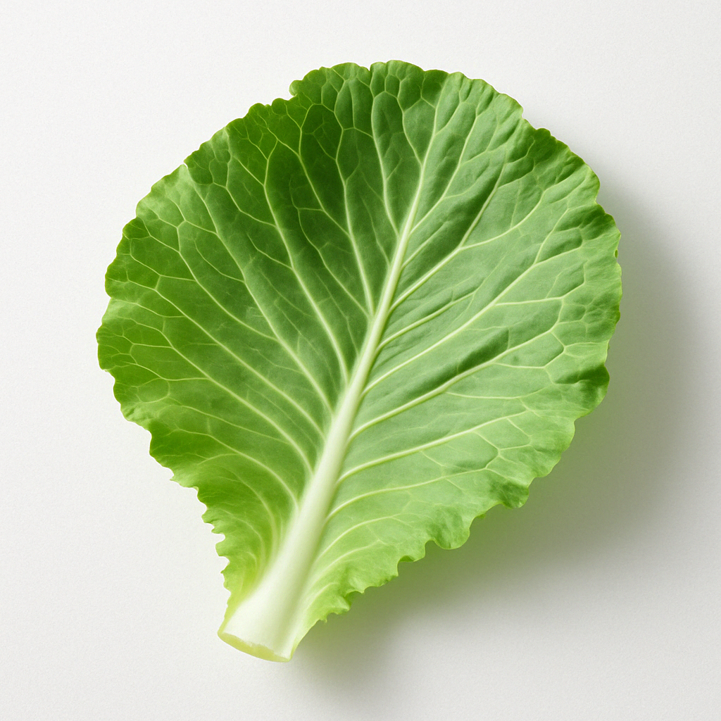 CABBAGE LEAVES