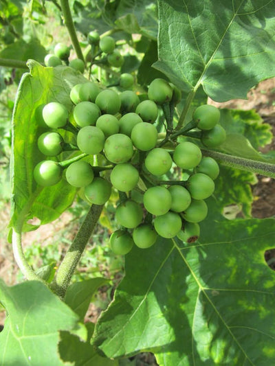 Tibbatu